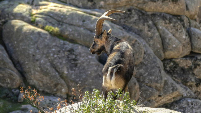 Обои картинки фото животные, козы, козлы, горные