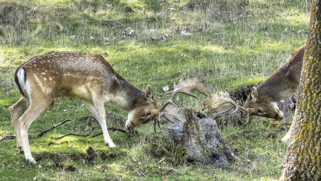 Обои картинки фото животные, олени, поединок