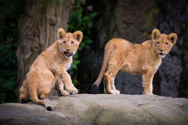 Обои картинки фото животные, львы, львята, кошки, хищники, зоопарк