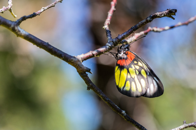 Обои картинки фото животные, бабочки,  мотыльки,  моли, веточка, макро, цвета
