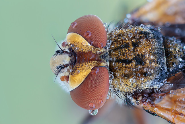 Обои картинки фото животные, насекомые, травинка, капли, роса, зелёный, фон, макро, насекомое, утро