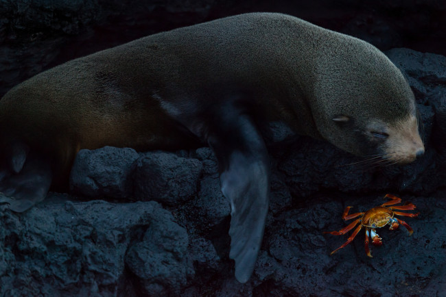 Обои картинки фото животные, разные вместе, краб, морской, котик