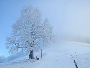 Картинка природа деревья снег дерево