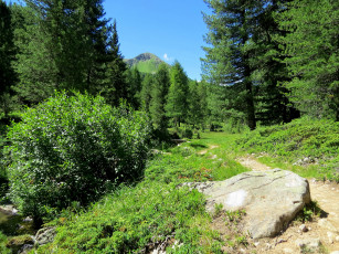 Картинка природа горы лес