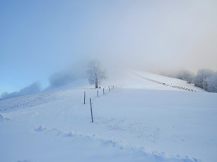 Картинка природа зима снег дерево