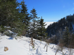 Картинка природа зима снег деревья