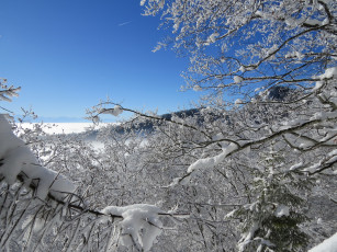 Картинка природа зима снег деревья