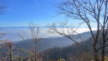 Картинка природа пейзажи лес осень