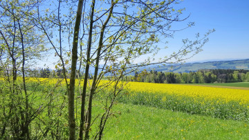 Картинка природа поля