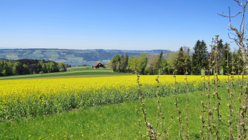 Картинка природа поля плля