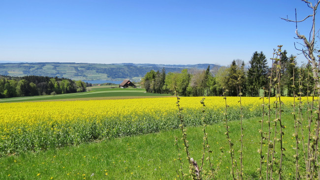 Обои картинки фото природа, поля, плля