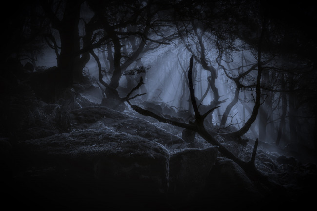 Обои картинки фото природа, лес, ночь