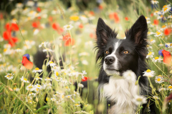 Картинка животные собаки фон взгляд собака