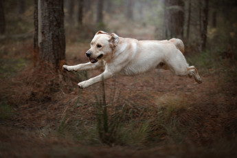 Картинка животные собаки природа фон взгляд собака