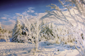 Картинка природа зима деревья снег