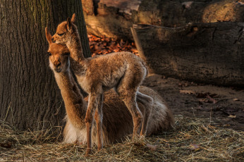 Картинка животные ламы семейка