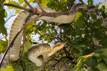 Картинка животные змеи +питоны +кобры удав