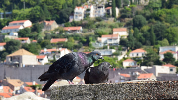 Картинка животные голуби ласка птица двое