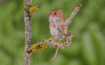 Картинка животные крысы +мыши мышка