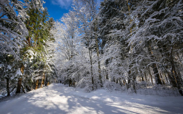 Картинка природа зима снег деревья