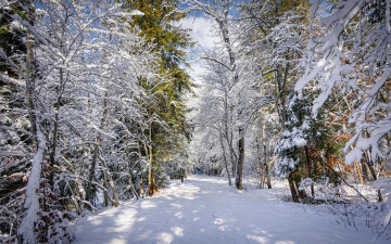 Картинка природа зима снег деревья