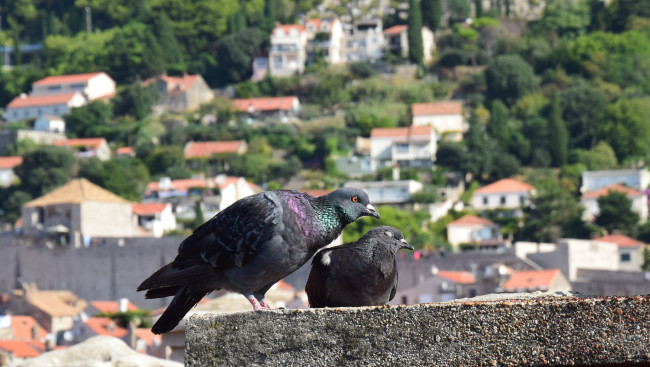 Обои картинки фото животные, голуби, ласка, птица, двое