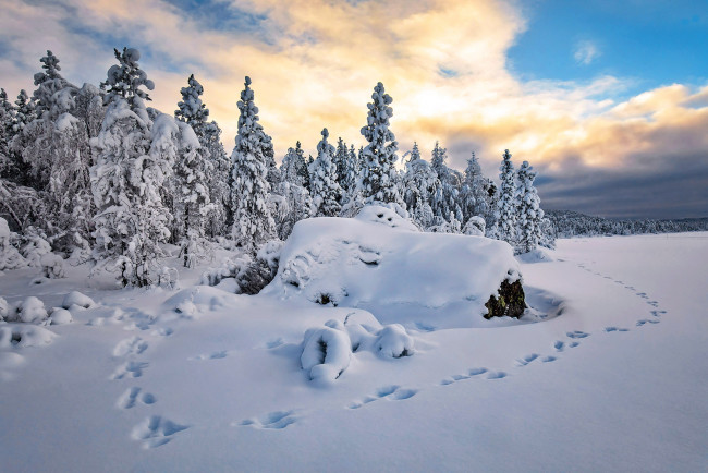 Обои картинки фото природа, зима, снег