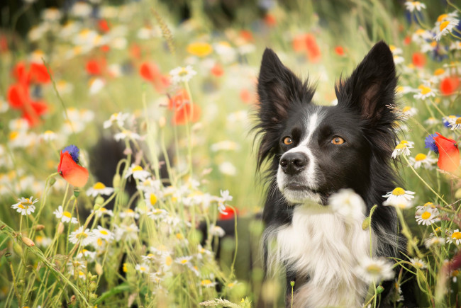 Обои картинки фото животные, собаки, фон, взгляд, собака