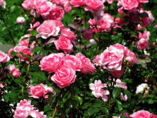 Картинка цветы розы куст розовые