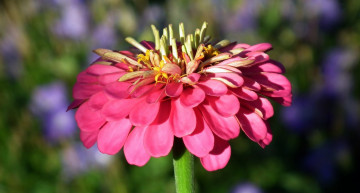 Картинка цветы цинния розовая макро