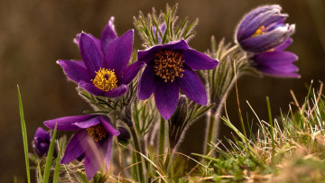 Картинка цветы анемоны +сон-трава сон-трава