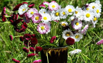 Картинка цветы маргаритки букет разноцветные