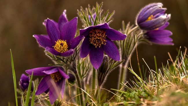 Обои картинки фото цветы, анемоны,  сон-трава, сон-трава