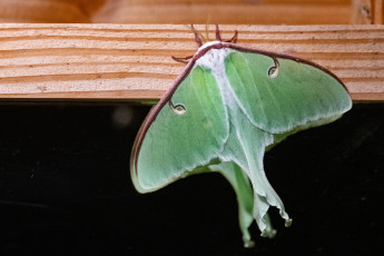 Картинка животные бабочки +мотыльки +моли мотылёк