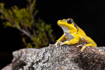 Картинка животные лягушки лягушка желтая фон макро