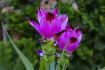 Картинка патумма +куркума цветы розовые