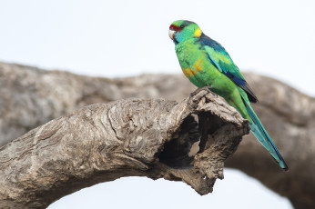 Картинка животные попугаи попугай