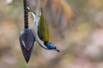 Картинка животные птицы птица