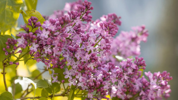 обоя цветы, сирень, весна, куст
