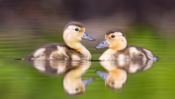 Картинка животные утки утята