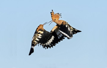 обоя животные, удоды