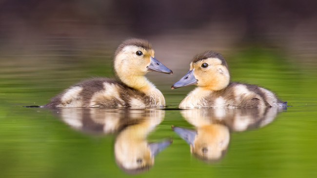 Обои картинки фото животные, утки, утята
