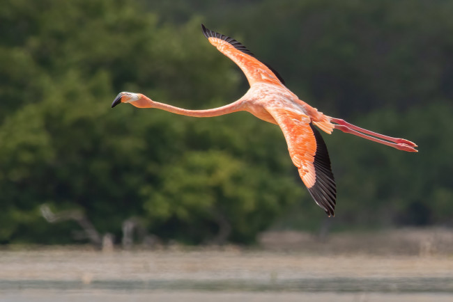 Обои картинки фото животные, фламинго, птица