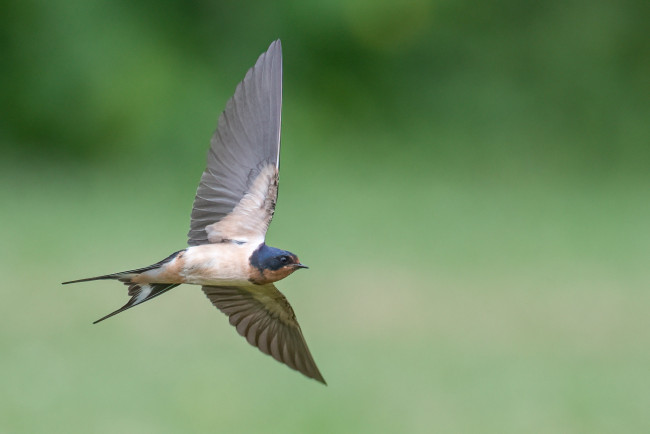 Обои картинки фото животные, ласточки, птица