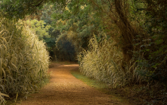 Обои картинки фото природа, дороги, лес