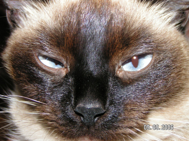 Обои картинки фото дрелющая, кошка, животные, коты