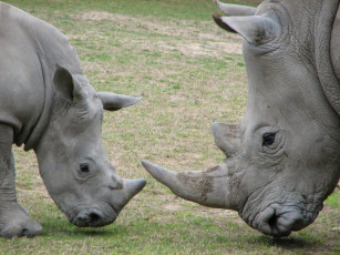 Картинка животные носороги