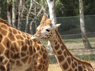 Картинка животные жирафы