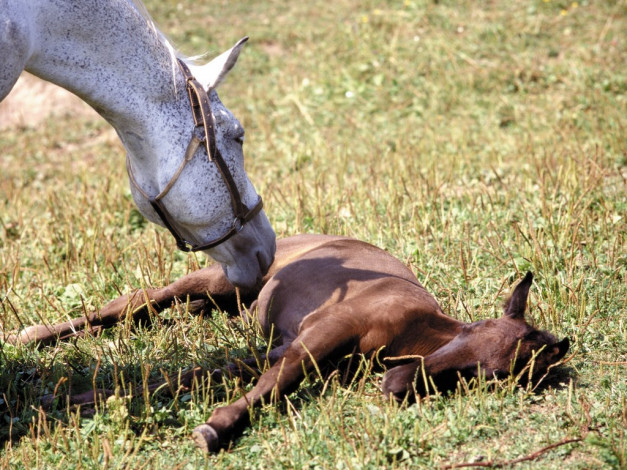 Обои картинки фото животные, лошади