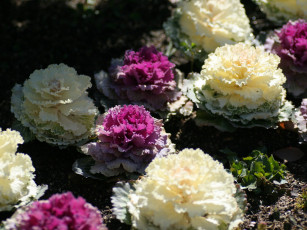 Картинка цветы декоративная капуста